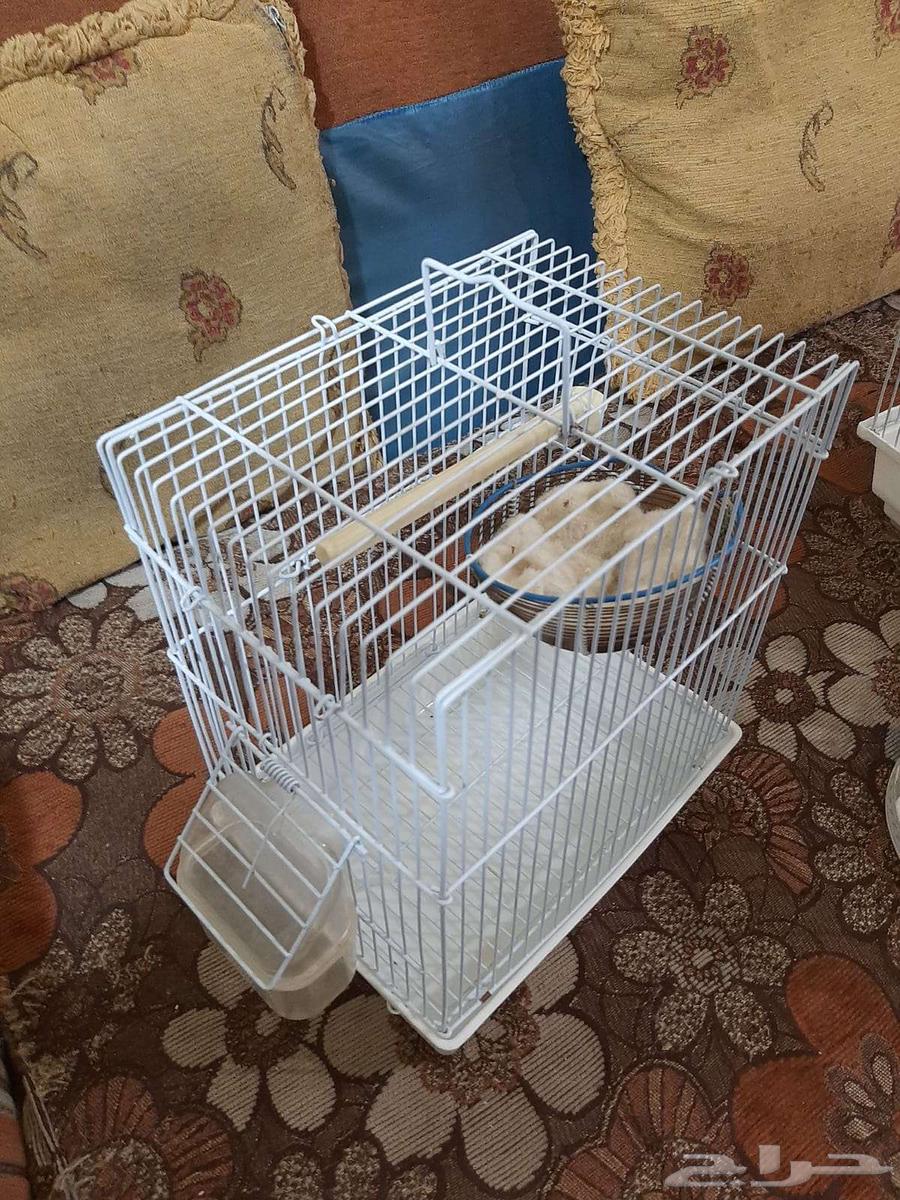 أقفاص عصافير بادجي وببغاء 3 أقفاص ب50 ريال64497386120705112