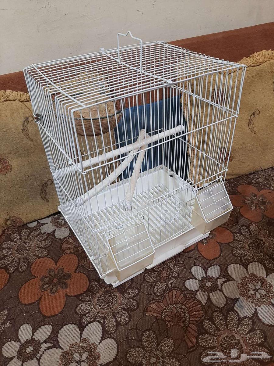 أقفاص عصافير بادجي وببغاء 3 أقفاص ب50 ريال64497386120705113