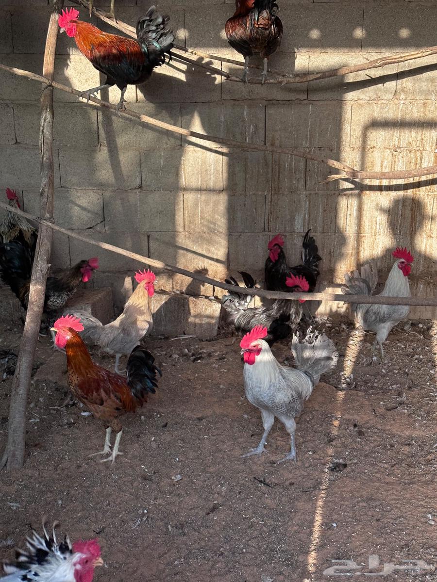 ديكة للبيع64497551270145110