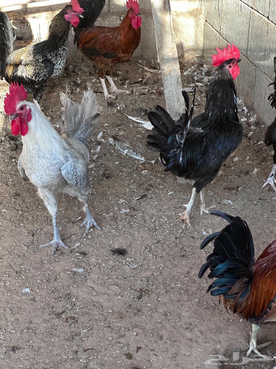 ديكة للبيع64497551270145114