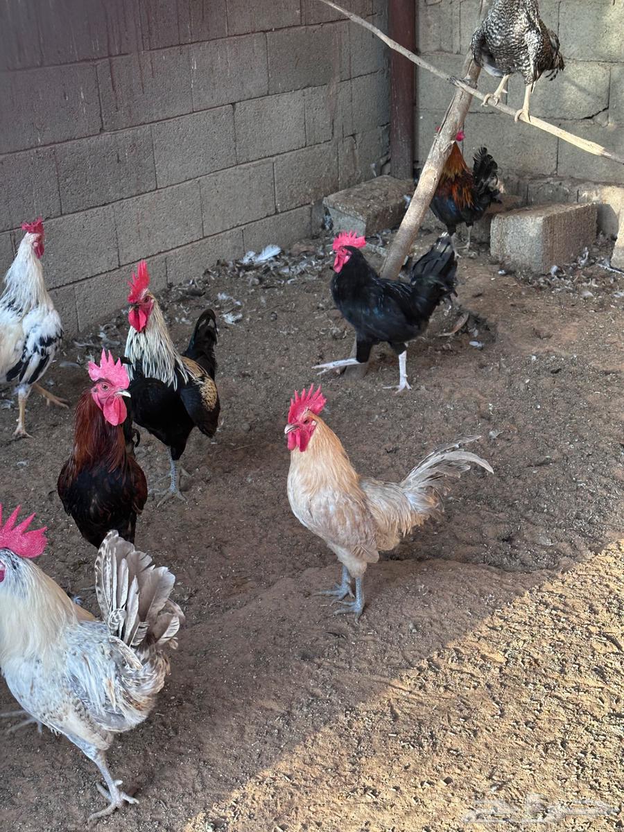 ديكة للبيع64497551270145111