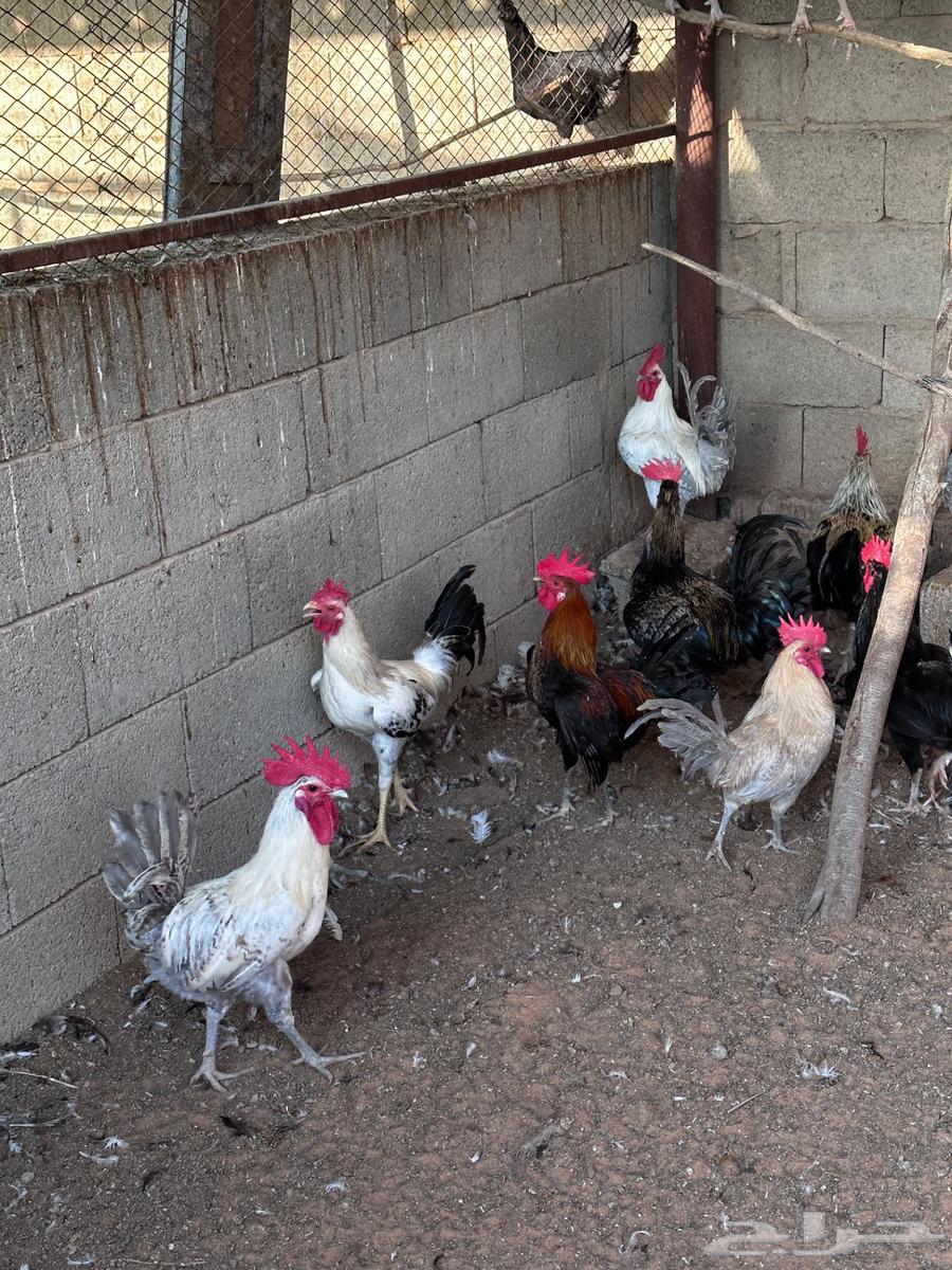 ديكة للبيع64497551270145113