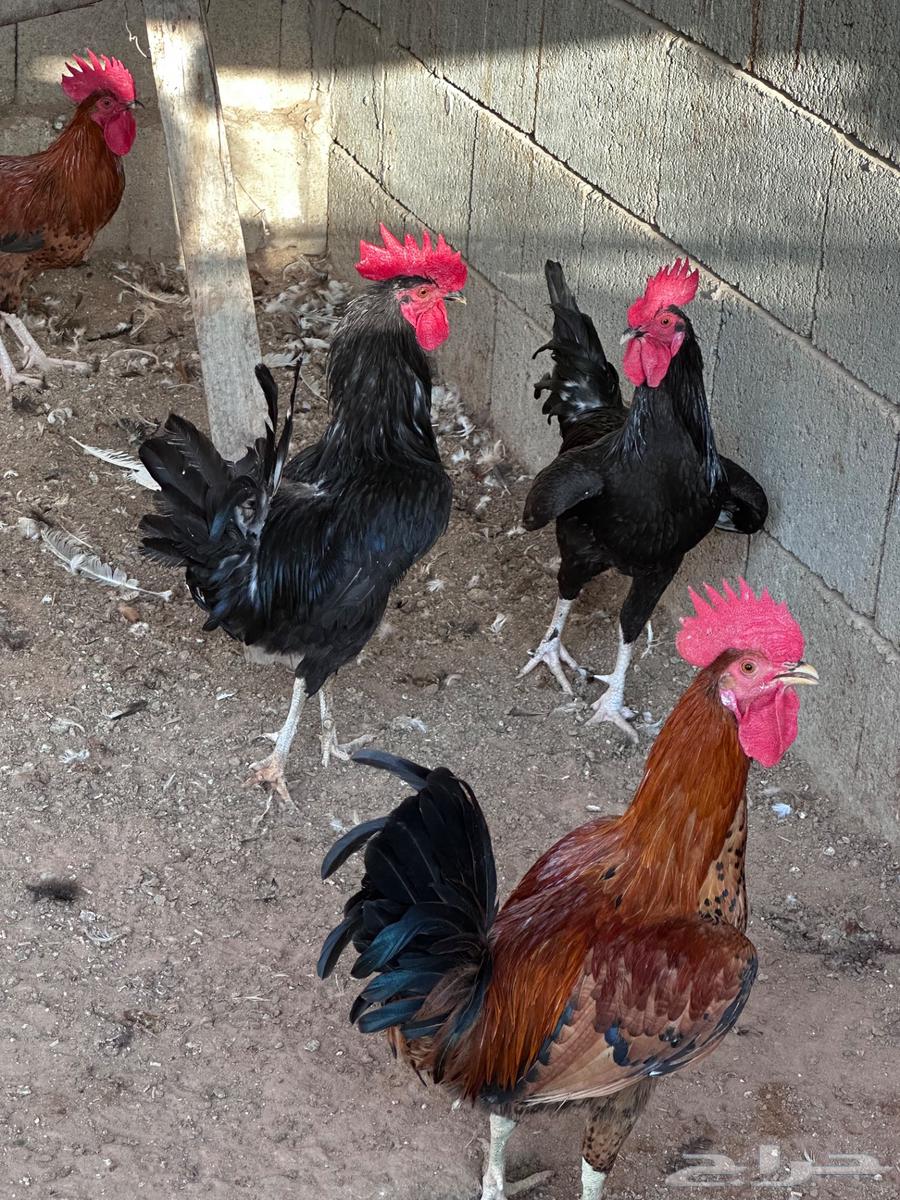 ديكة للبيع64497551270145112