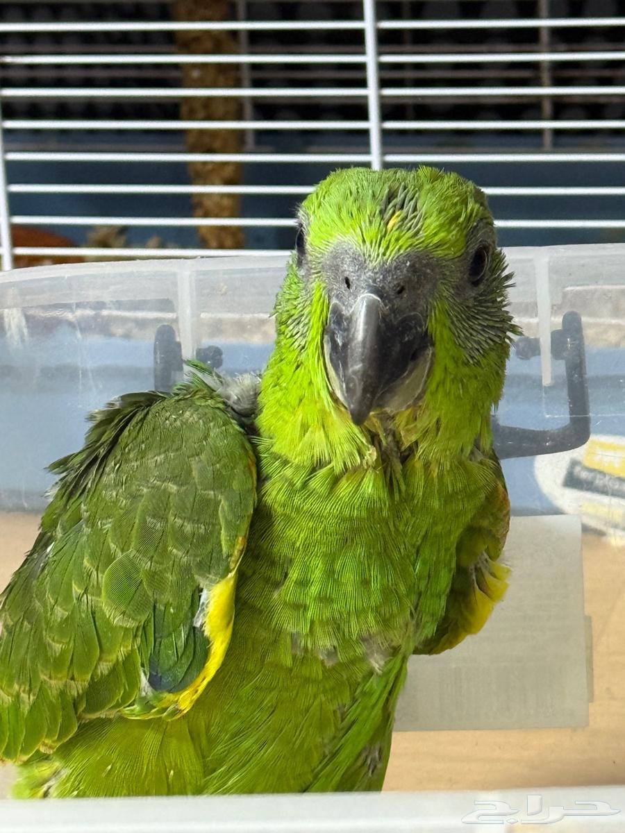 Yellow Nap Amazon Parrot, Locally Bred64498062685699112