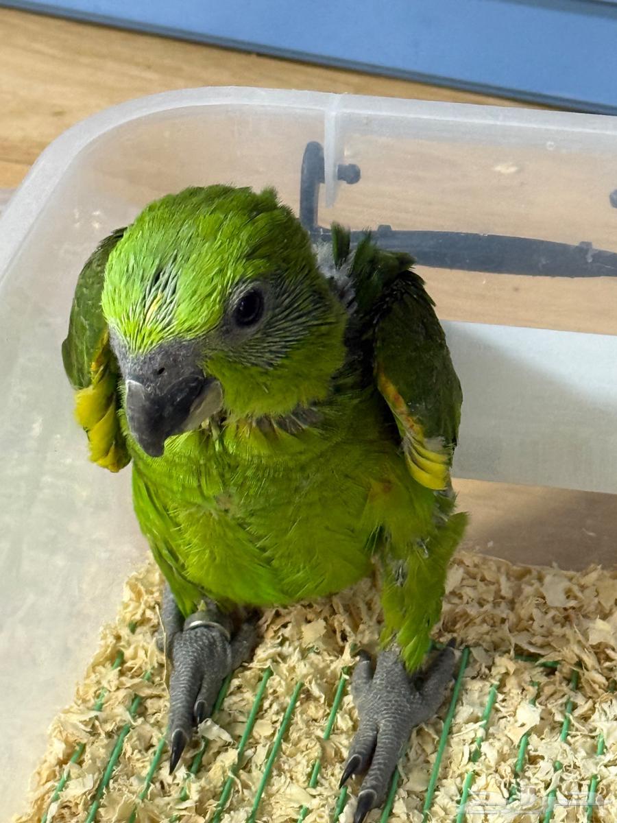 Yellow Nap Amazon Parrot, Locally Bred64498062685699111