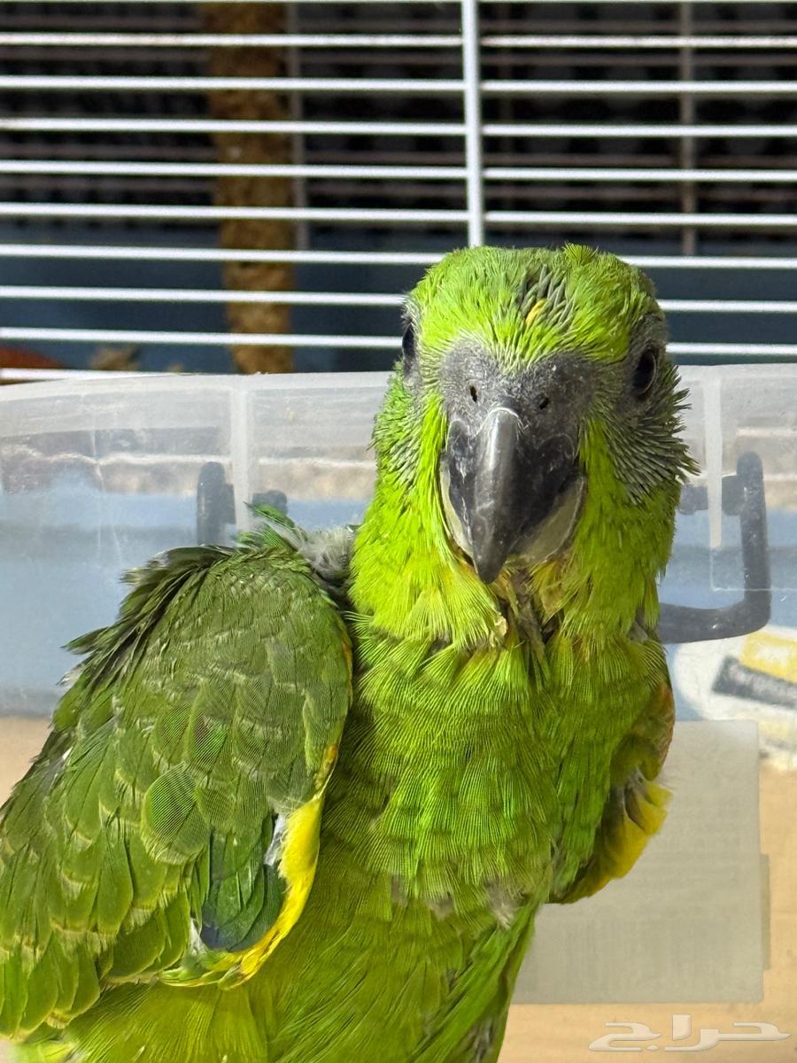 Yellow Nap Amazon Parrot, Locally Bred64498062685699113