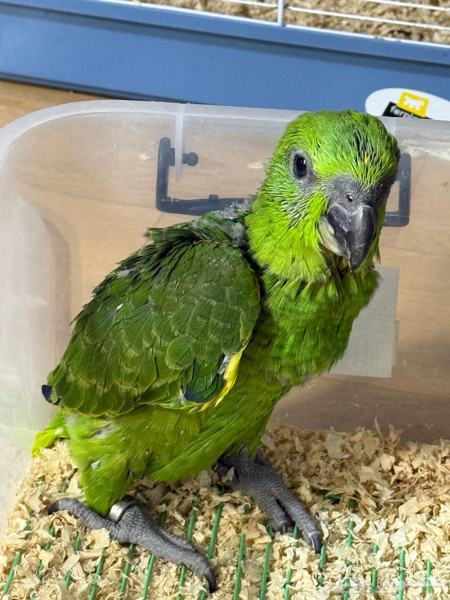 Yellow Nap Amazon Parrot, Locally Bred64498062685699110