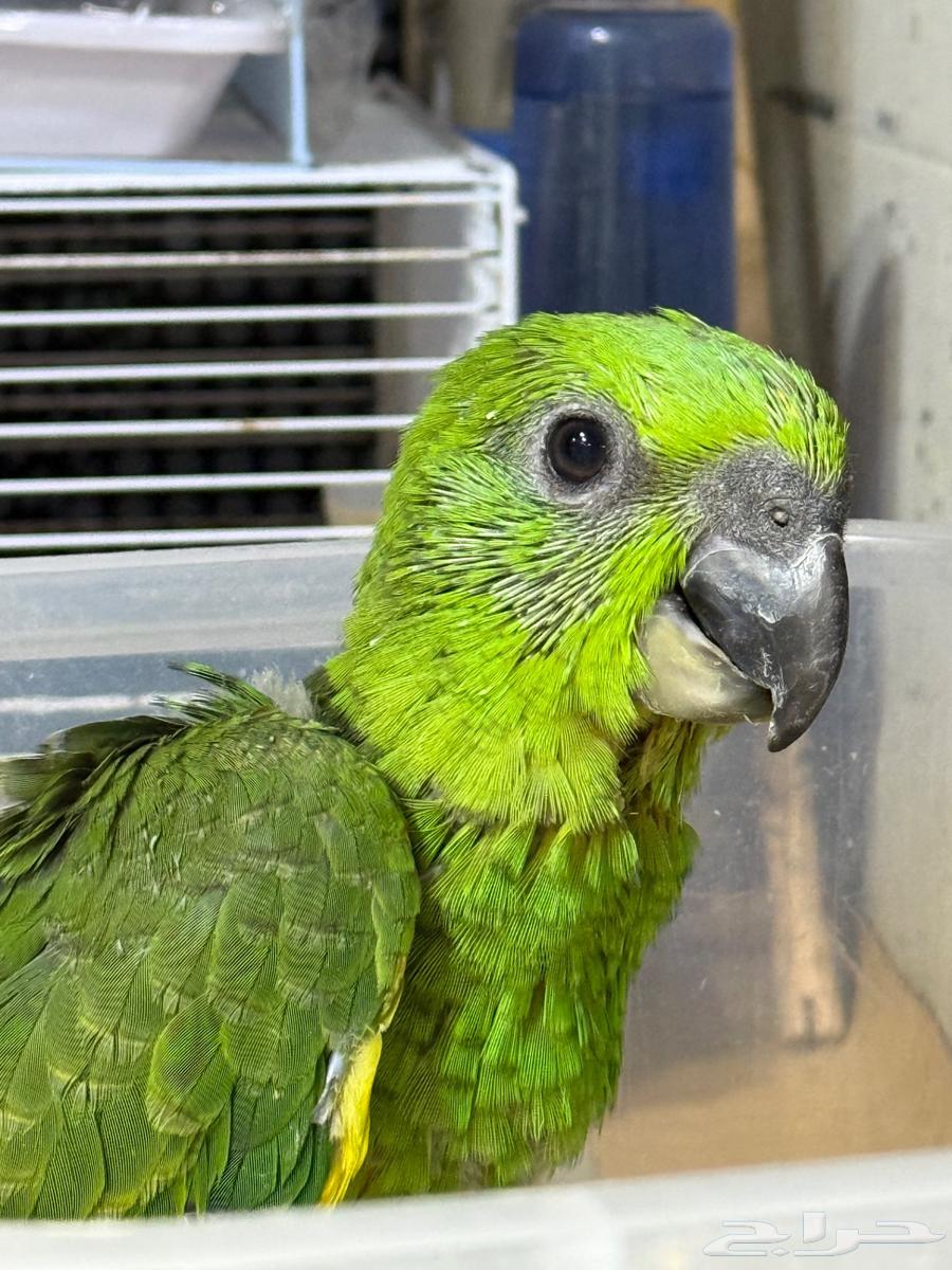 Yellow Nap Amazon Parrot, Locally Bred64498062685699114
