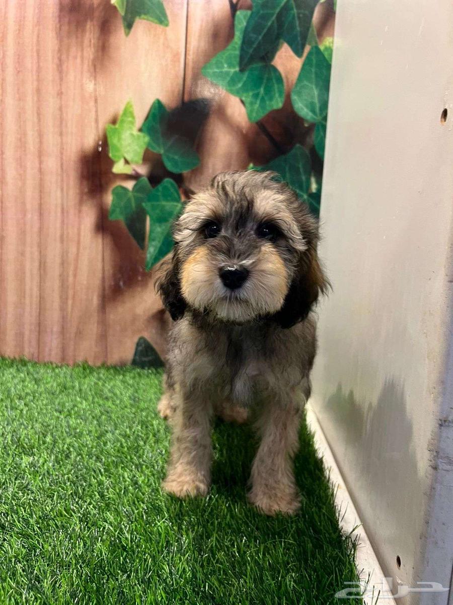 جراء مالتيبو مستوى عالي64498743051521111