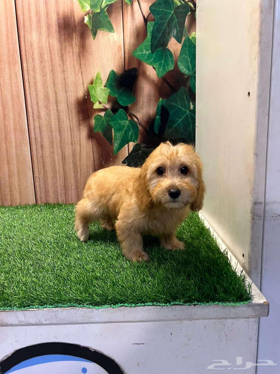 جراء مالتيبو مستوى عالي64498743051521110