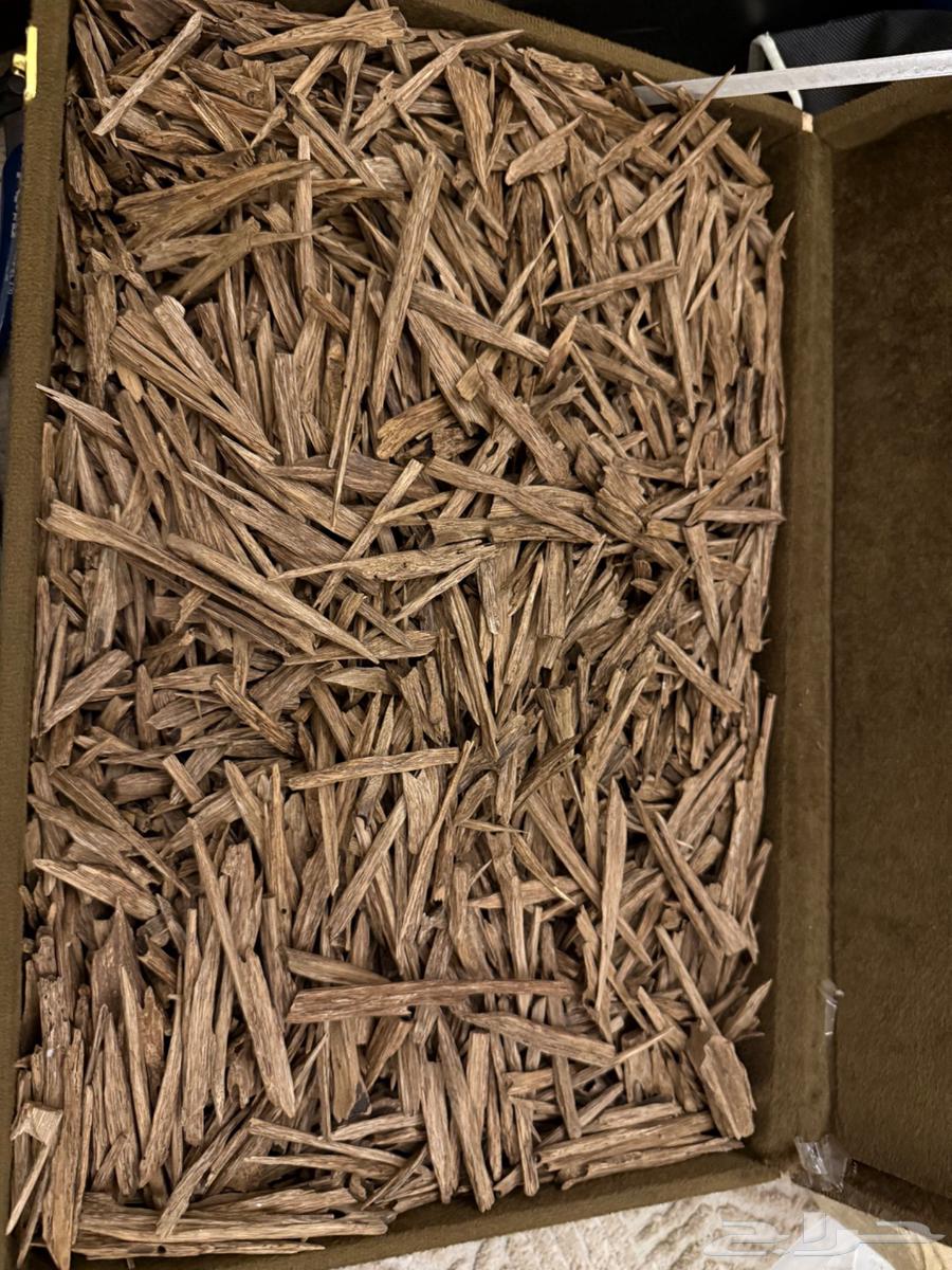 عود هندي موري وسلا طبيعي اقتصادي64498882169346111