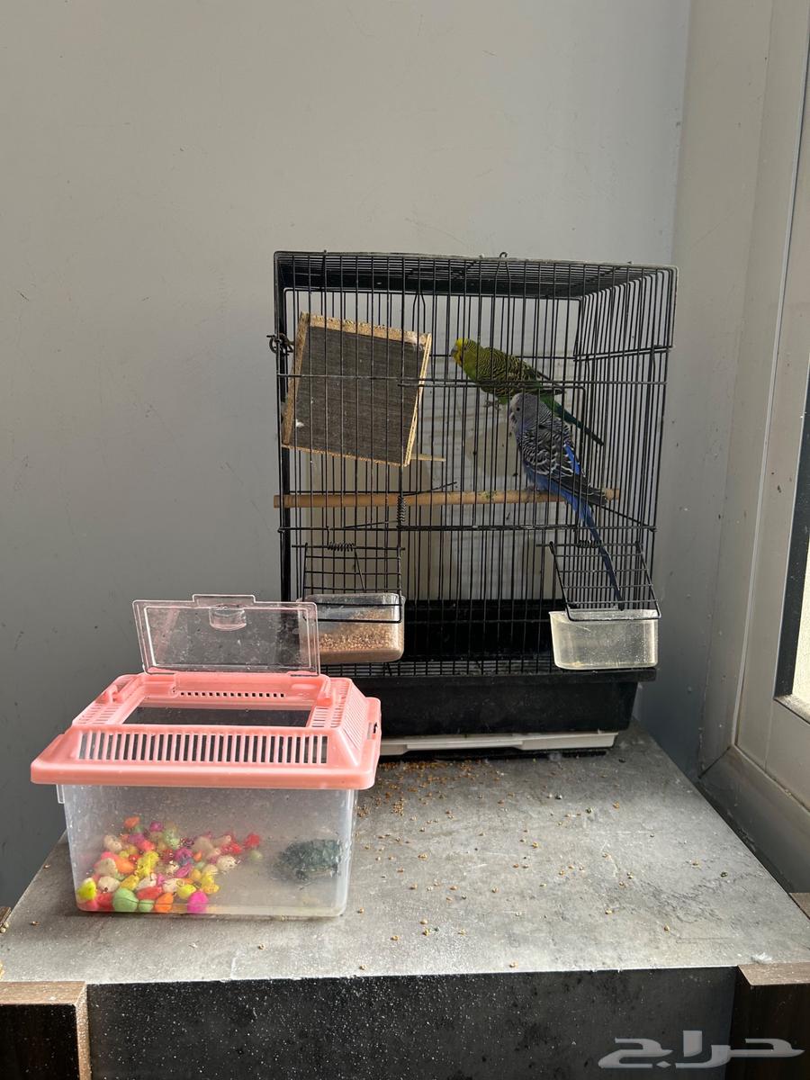 بادجي زوج -سلحفات صغيره مع أكلها علبه للبيع64499174038915110