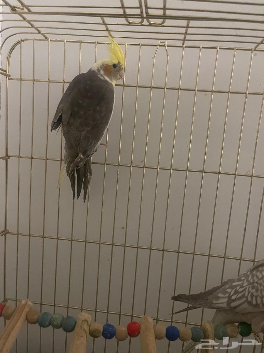 كروان للبيع64500519130243111