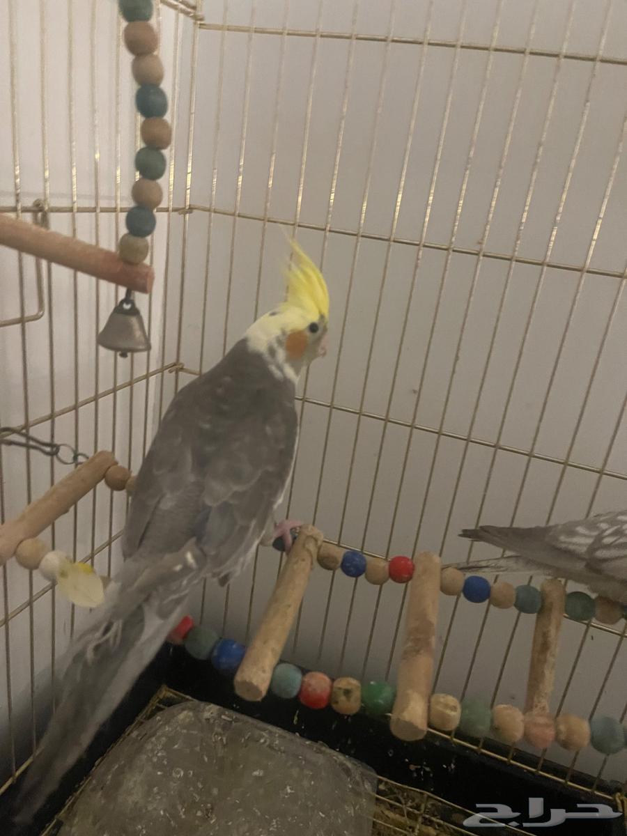 كروان للبيع64500519130243112