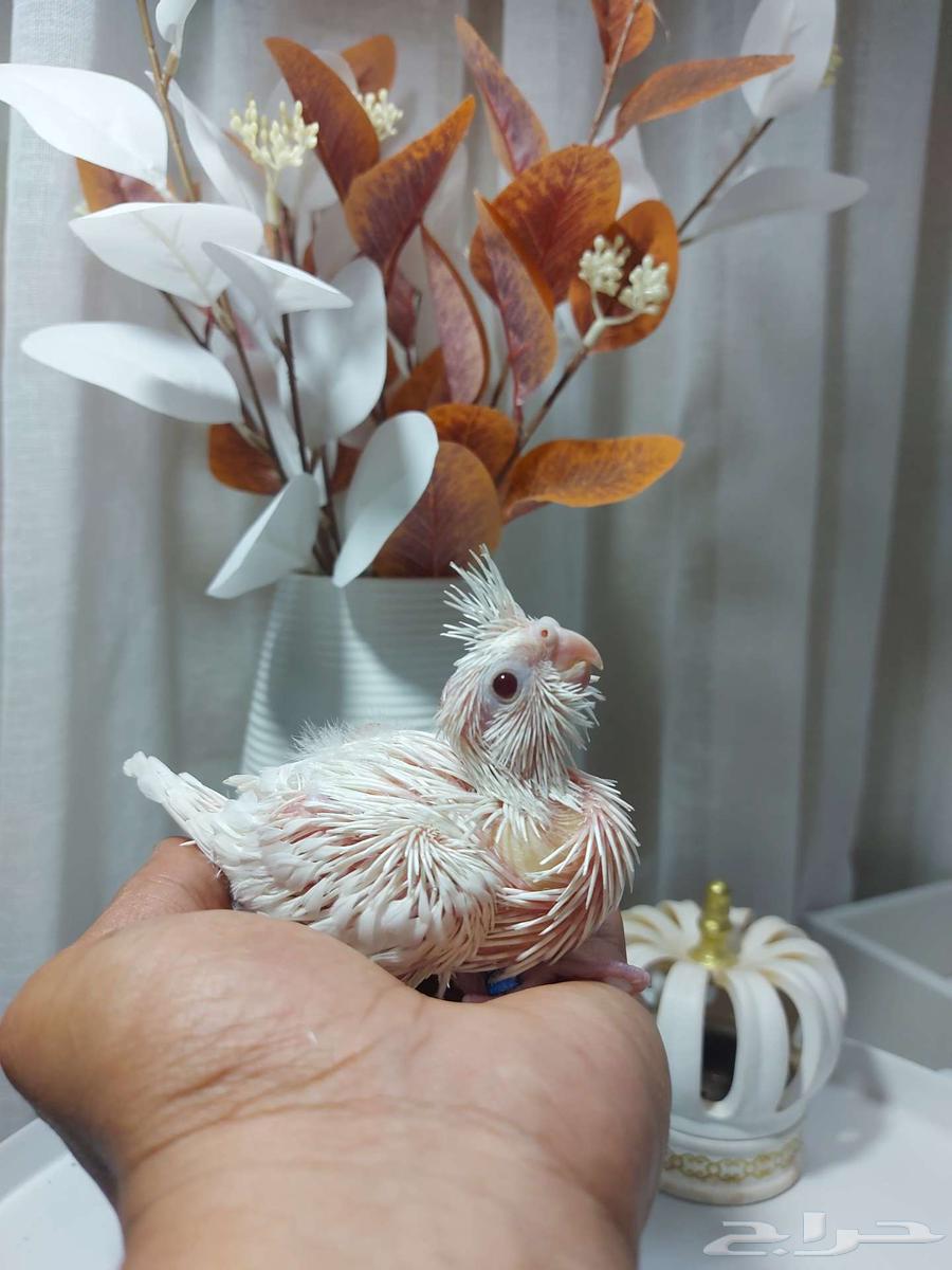 فروخ كنيور أناناس رد فاكتور - فرخ كروان البينو((تم البيع))64500574769923112