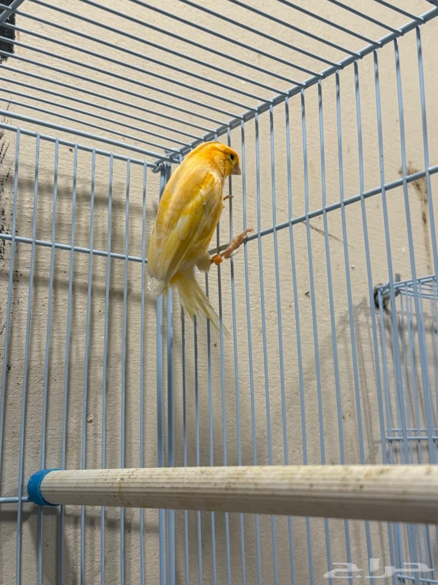 للبيع ذكر كناري64501063344513110