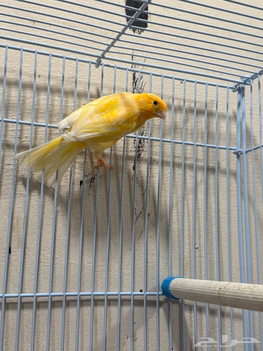 للبيع ذكر كناري64501063344513111