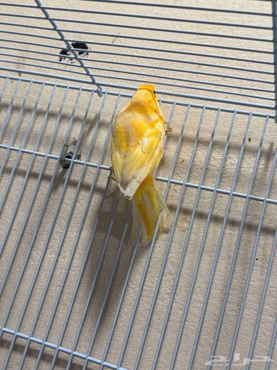 للبيع ذكر كناري64501063344513112