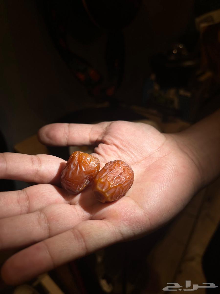 Premium Dates from Al-Qassim Farms64501257331202112