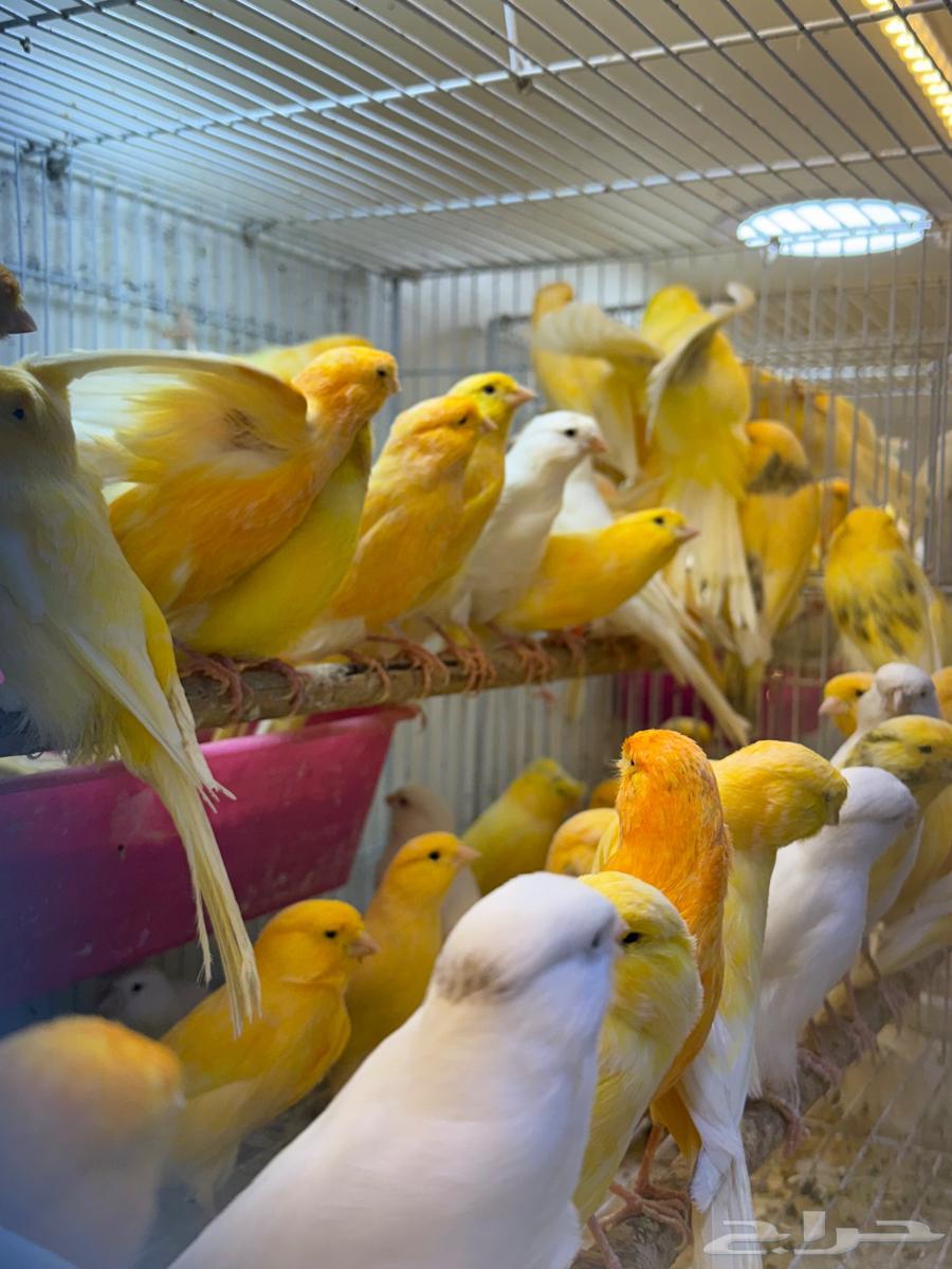 وصلت مجموعه كناري ايراني جمله ومفرق64501747219714111