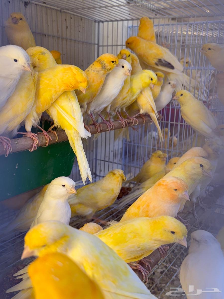 وصلت مجموعه كناري ايراني جمله ومفرق64501747219714110