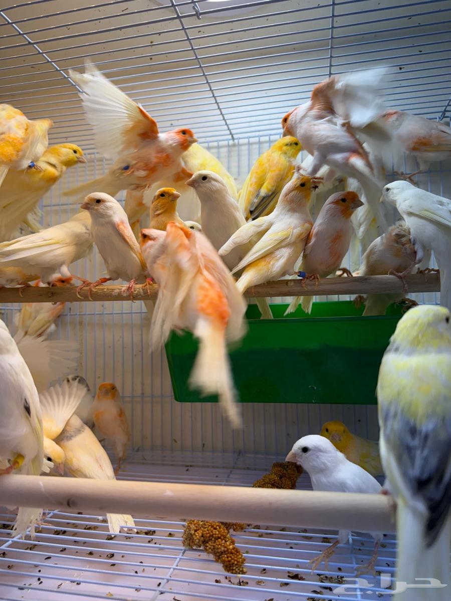 وصلت مجموعه كناري ايراني جمله ومفرق64501747219714114