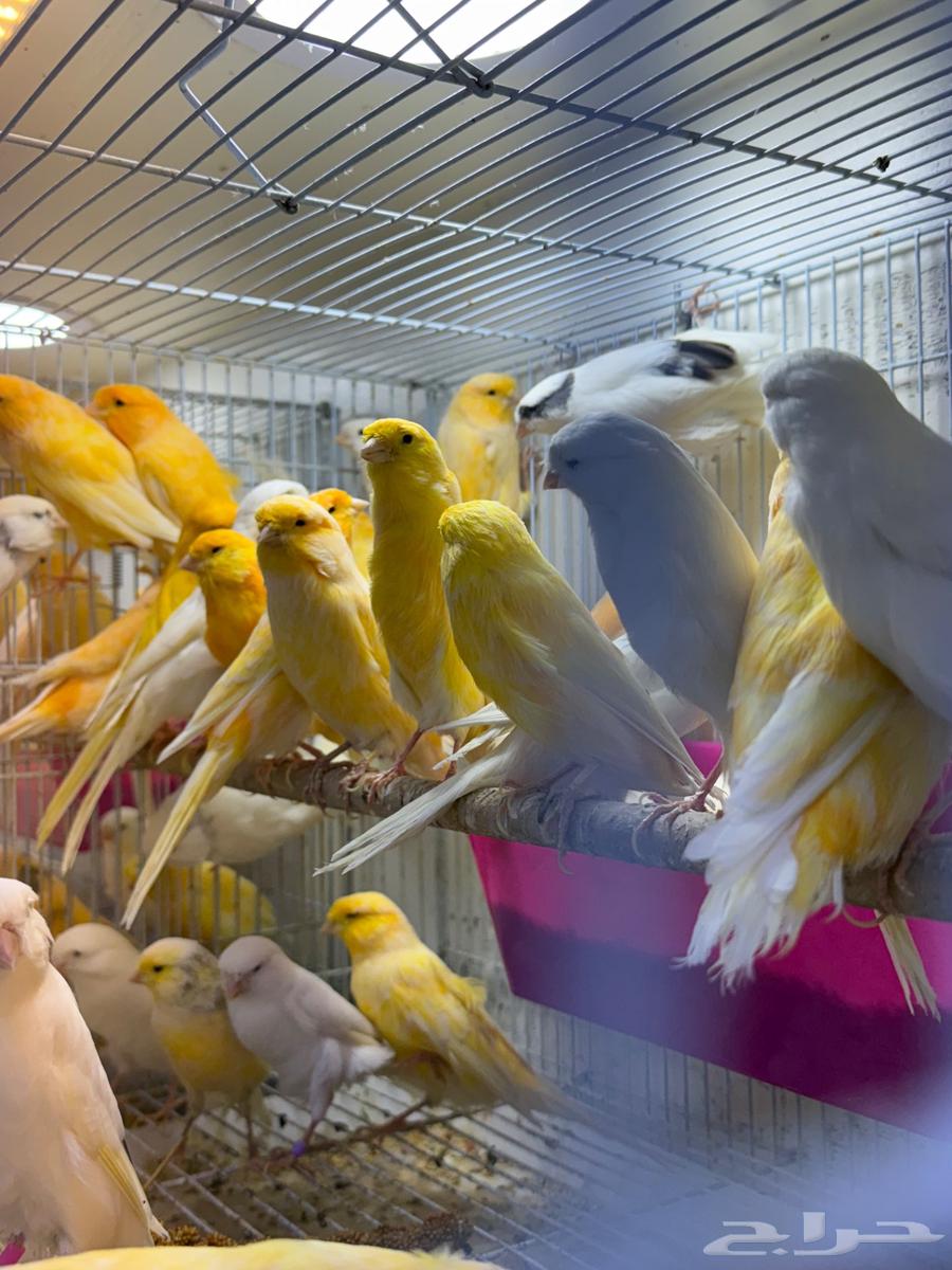 وصلت مجموعه كناري ايراني جمله ومفرق64501747219714112