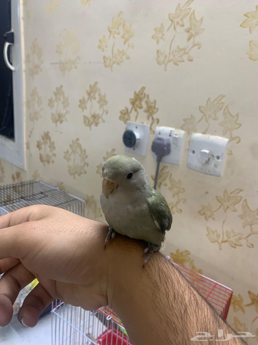 للبيع طير روز64502241243650110