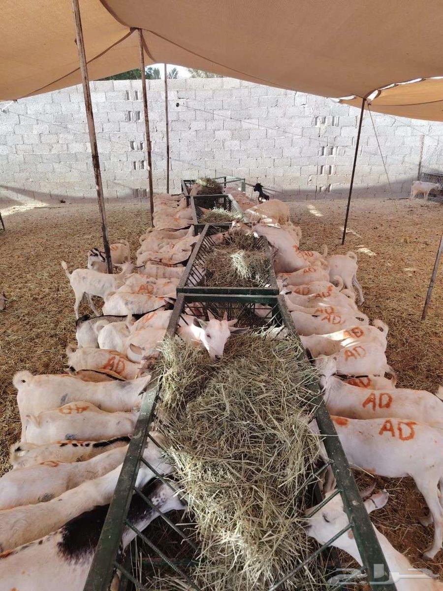 تيوس صوماليه للبيع بسوم اهل الحلال64503036422913110