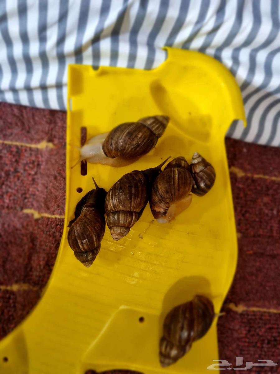 Snails for sale64496132020227111
