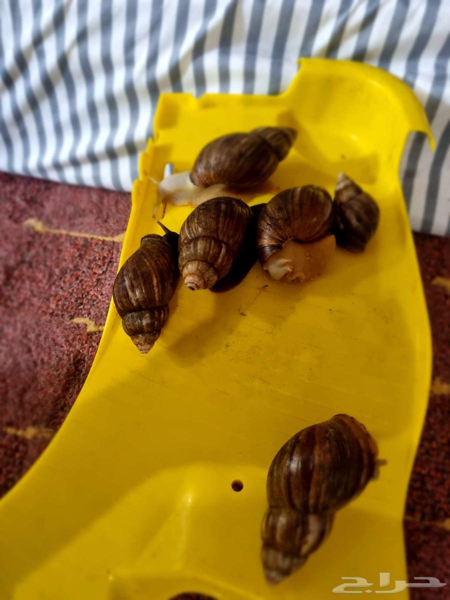 Snails for sale64496132020227110