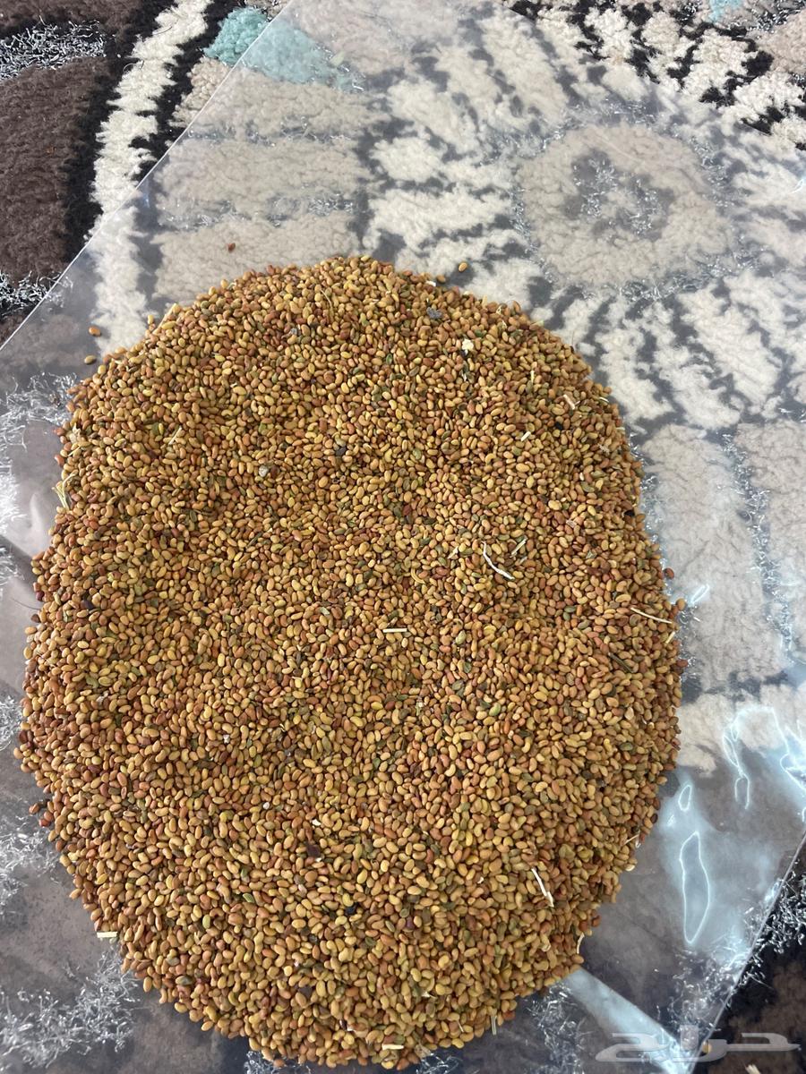 بذر يرسيم حساوي للبيع64497027502337110