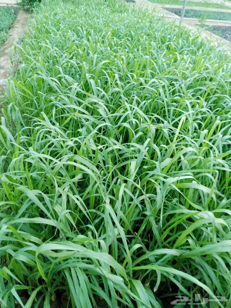 شتلات علف بونيكام استرالي ان بي ايه64497165797762113