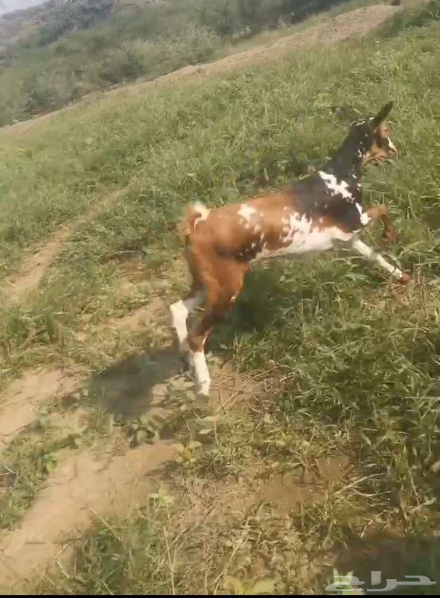 خبشه ثنيه للبيع 780ريال64499884067073110