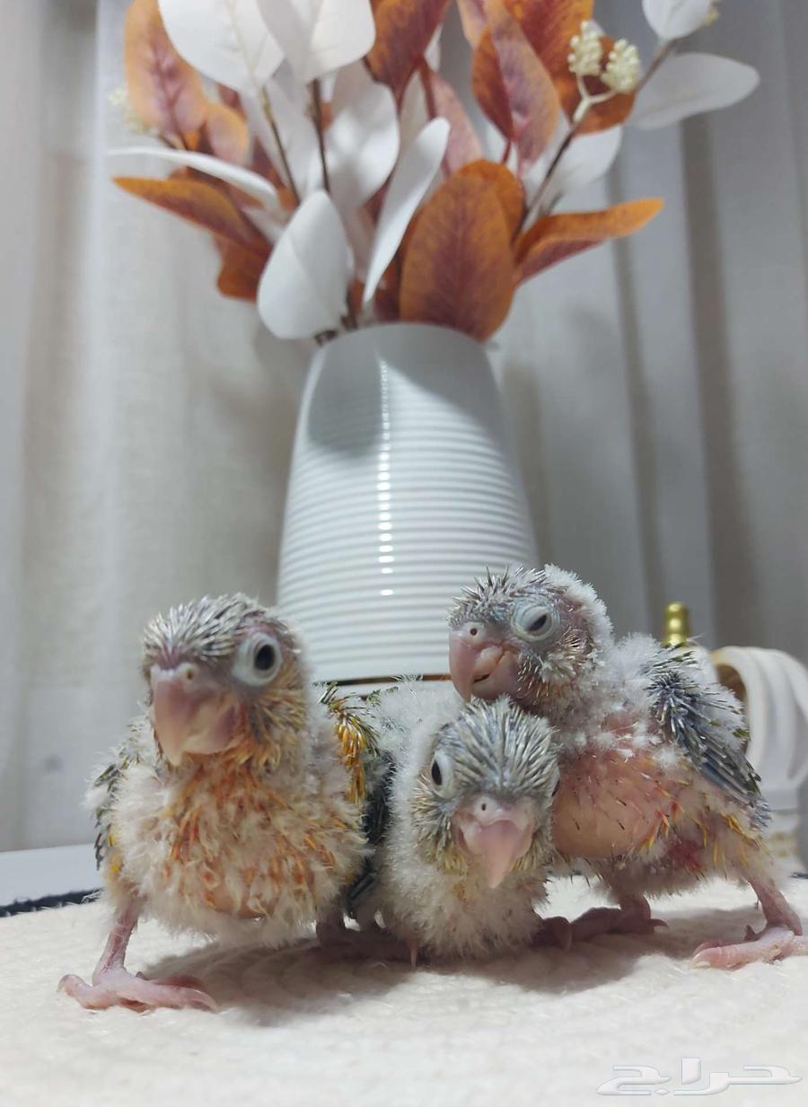 فروخ كنيور أناناس رد فاكتور - فرخ كروان البينو((تم البيع))64500574769923111