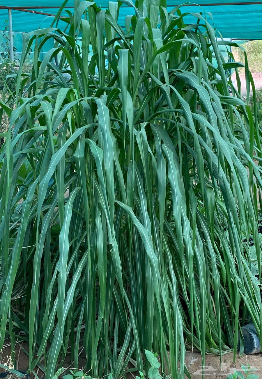 شتلات علف بونيكام استرالي ان بي ايه64497165797762112