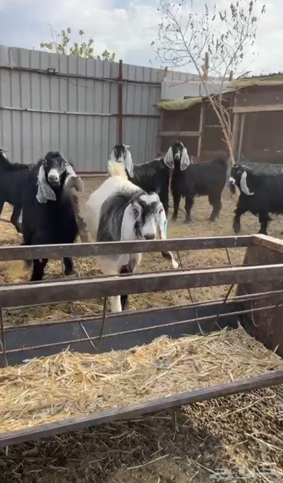 Jafar 7 lambs with tail fat and slaughter64496502398082110