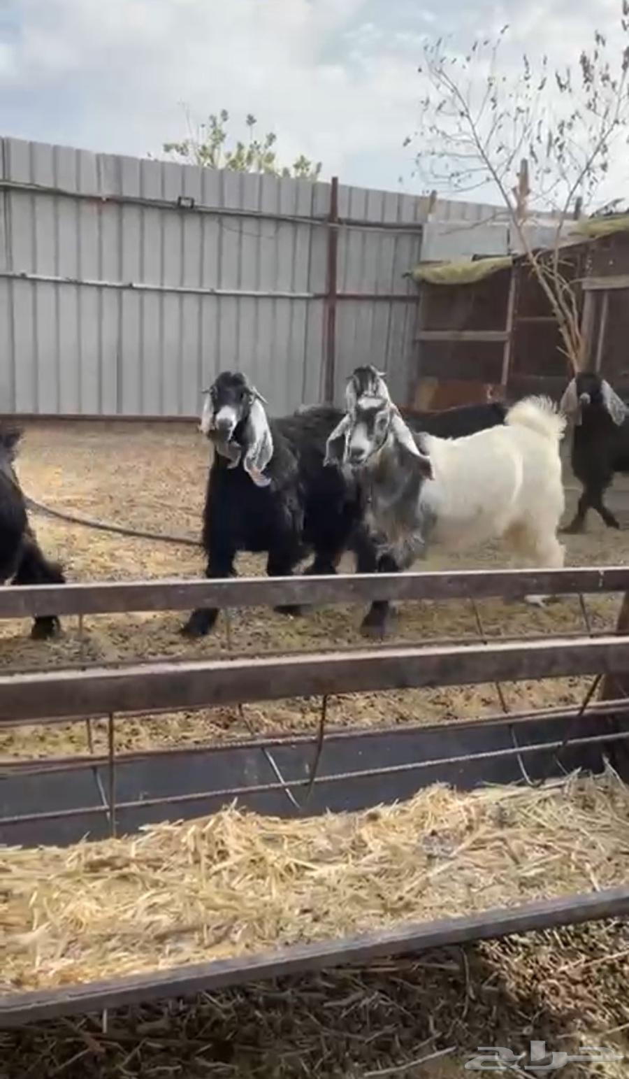 Jafar 7 lambs with tail fat and slaughter64496502398082111