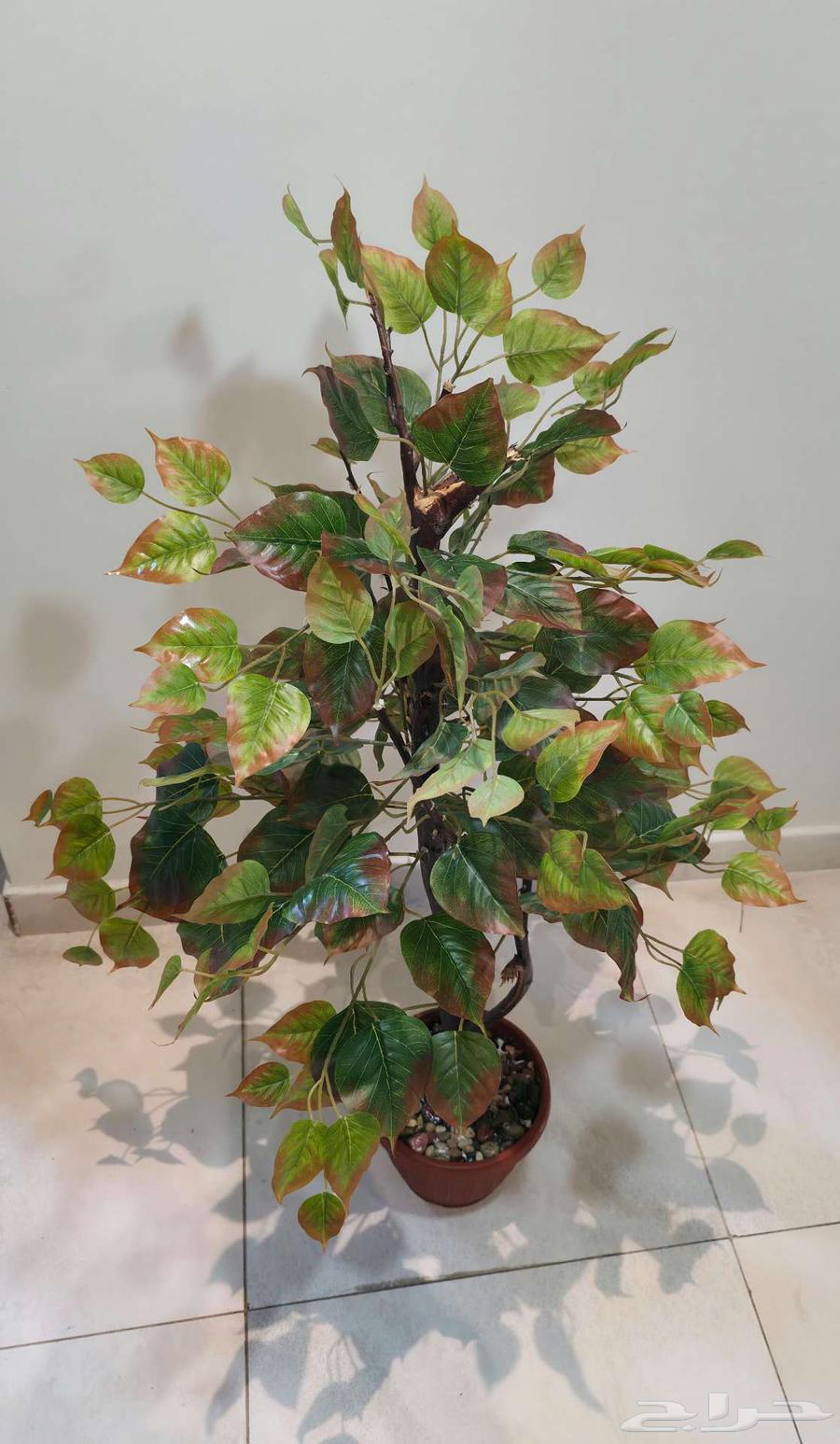 أشجار بخشب طبيعي عمل يدوي64496599315841112