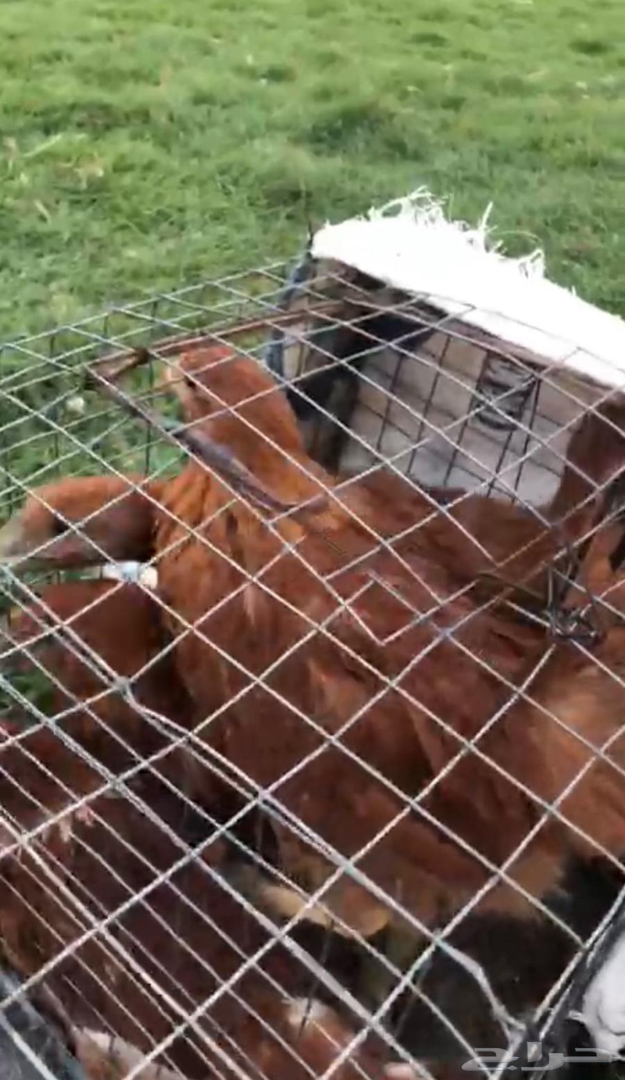 دجاج تركي بشاير للبيع64498591254019111