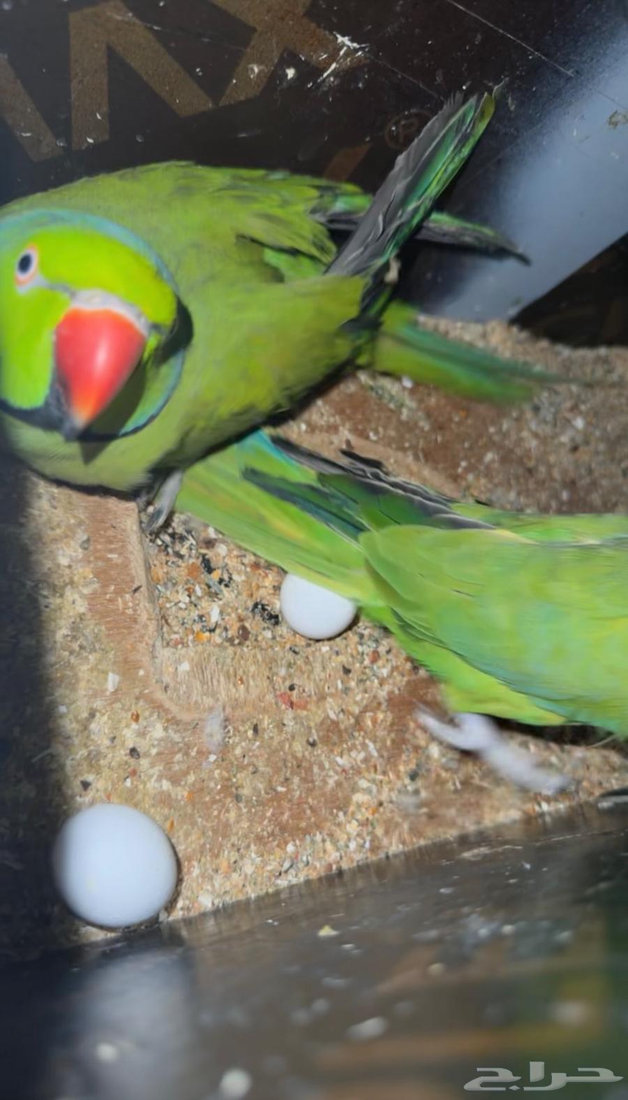 ازواج درة هندي منتجه64502136507522111