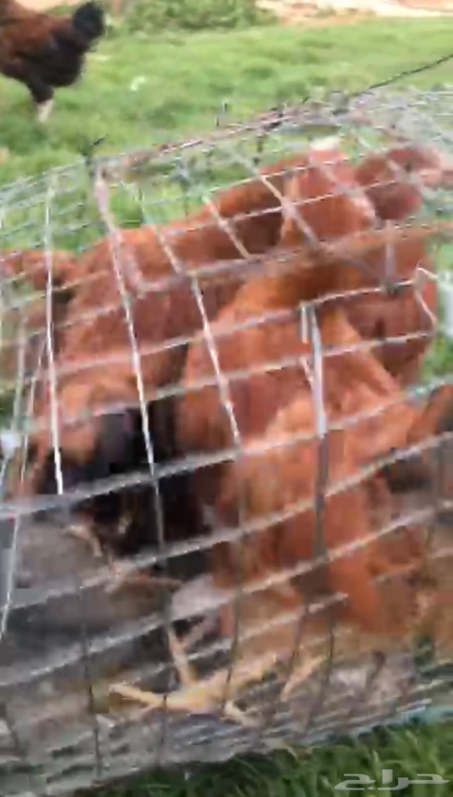 دجاج تركي بشاير للبيع64498591254019112