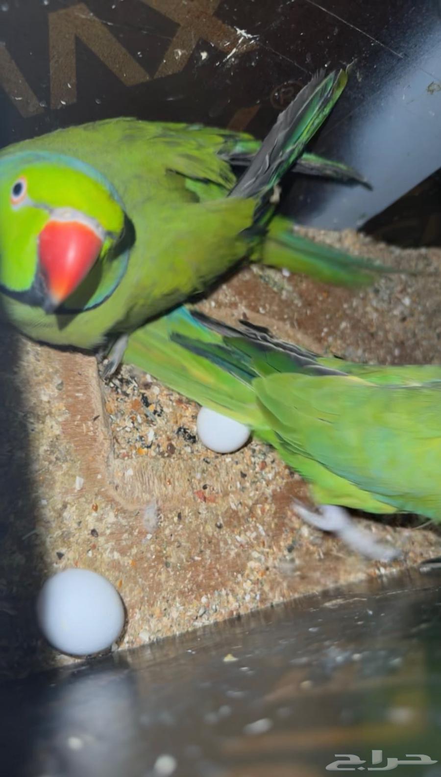 ازواج درة هندي منتجه64502136507522112