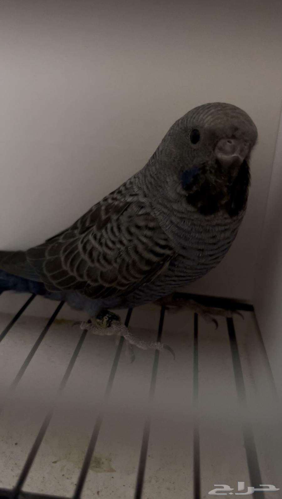 جوز دبل بلاك64499394991875112