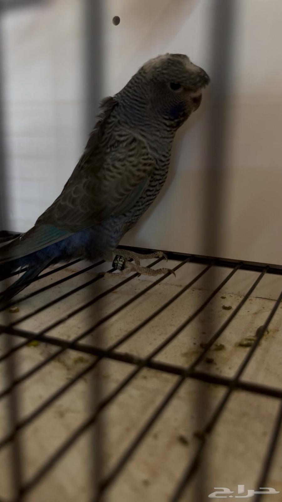 جوز دبل بلاك64499394991875111