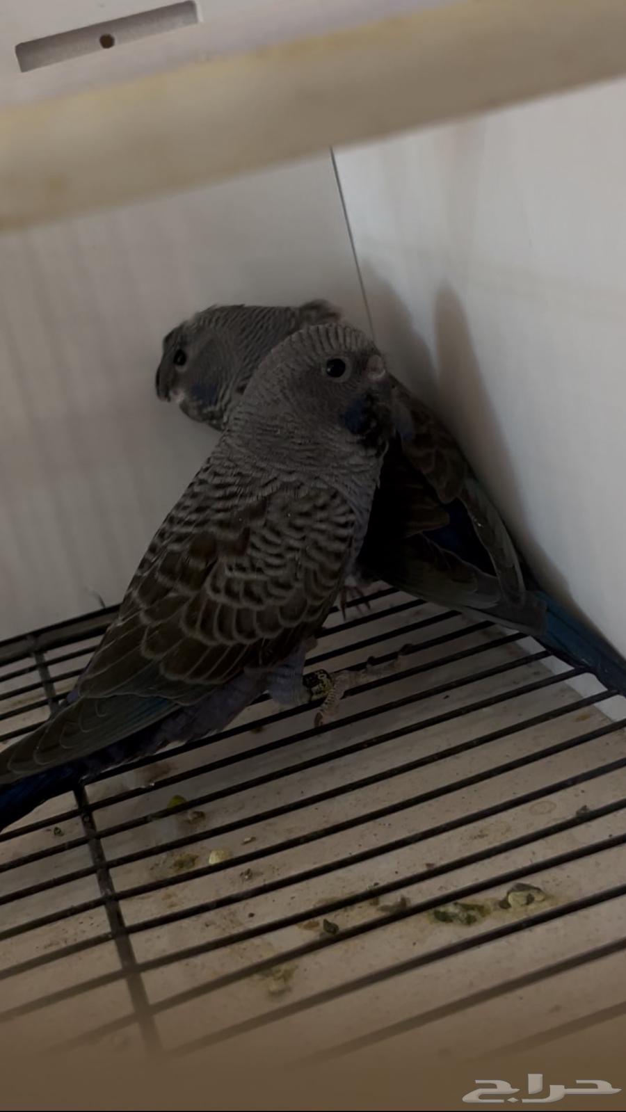 جوز دبل بلاك64499394991875113