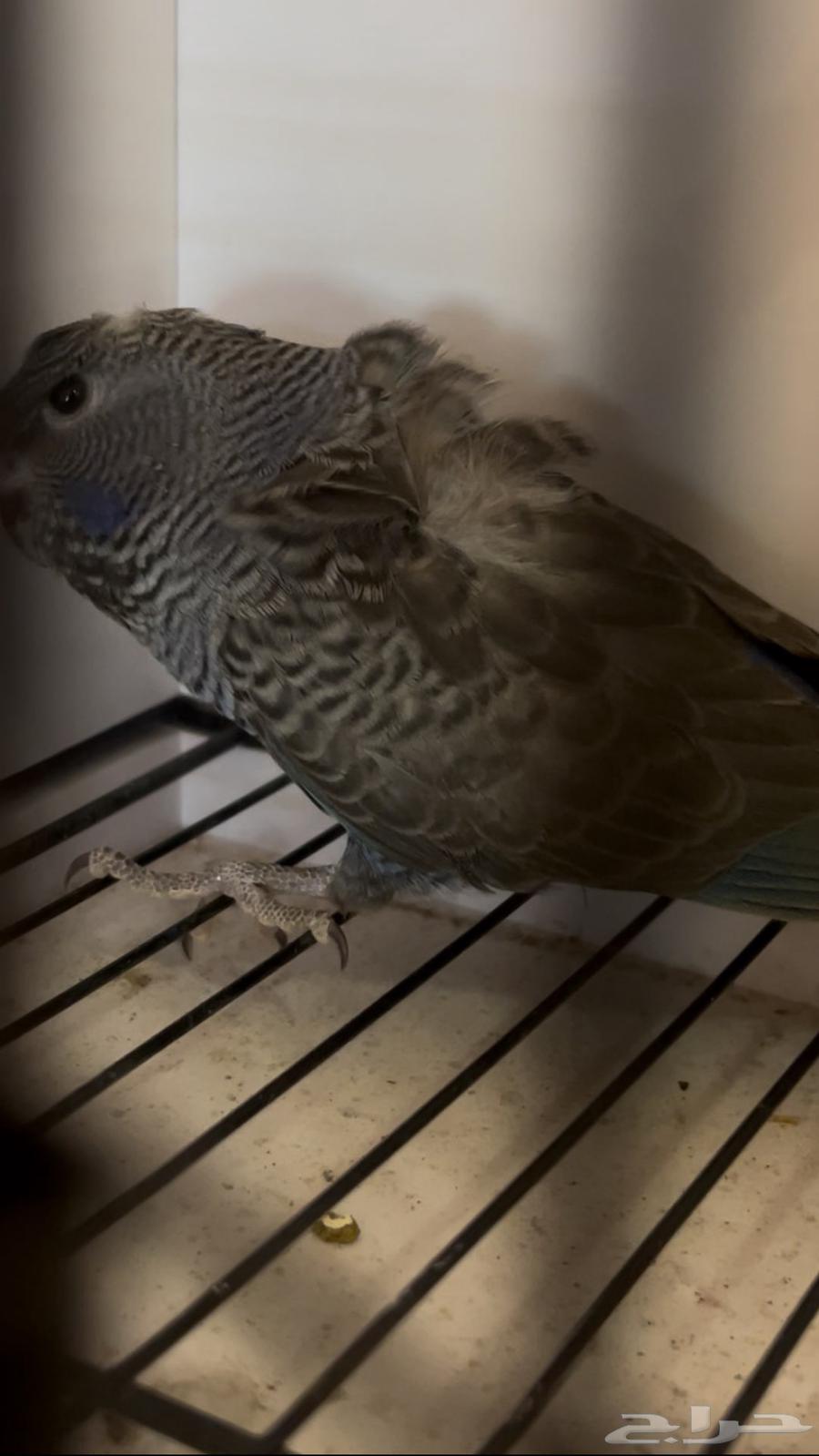 جوز دبل بلاك64499394991875110