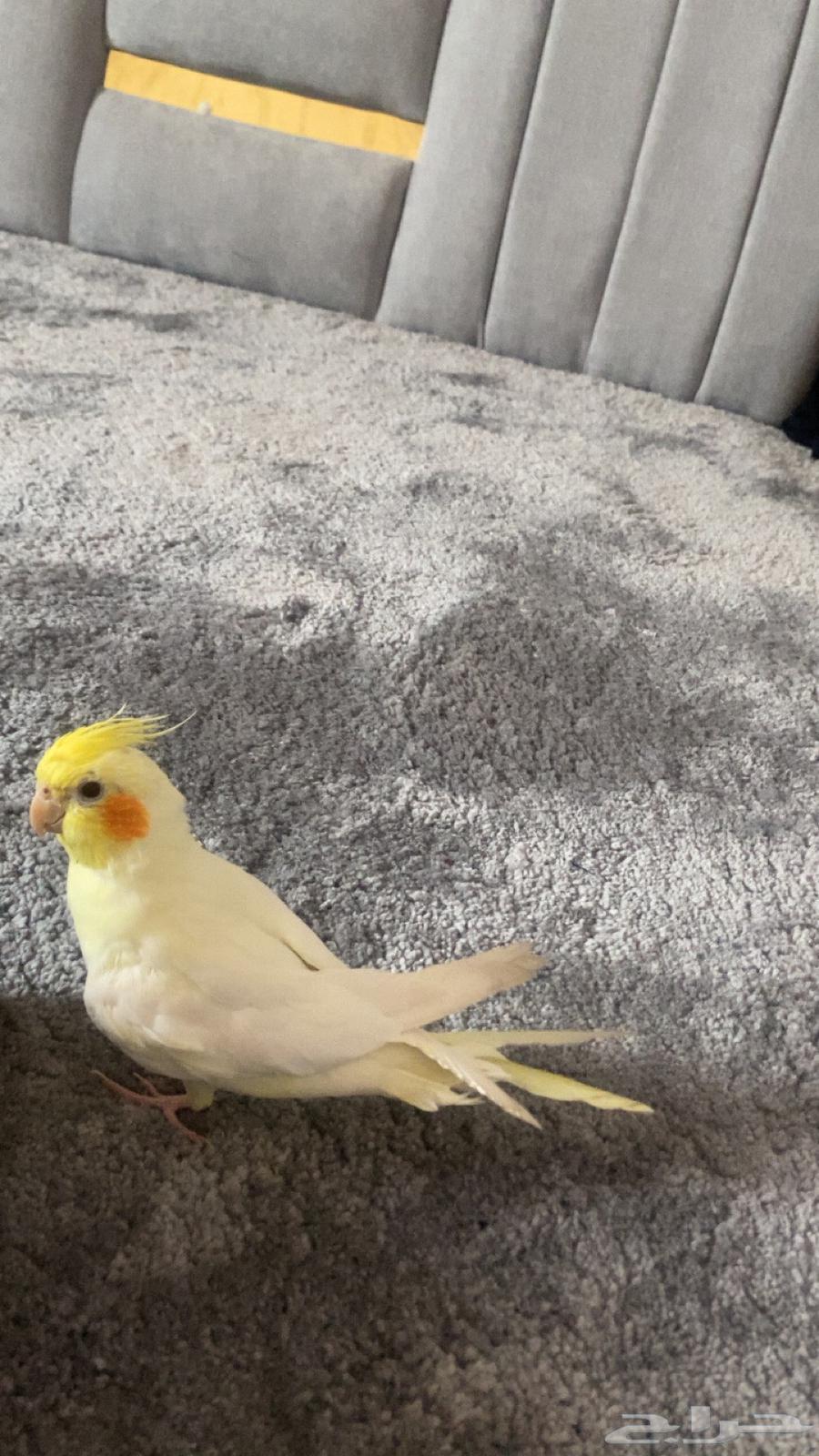 كروان ضايع بحي الوسام 364501571681665110