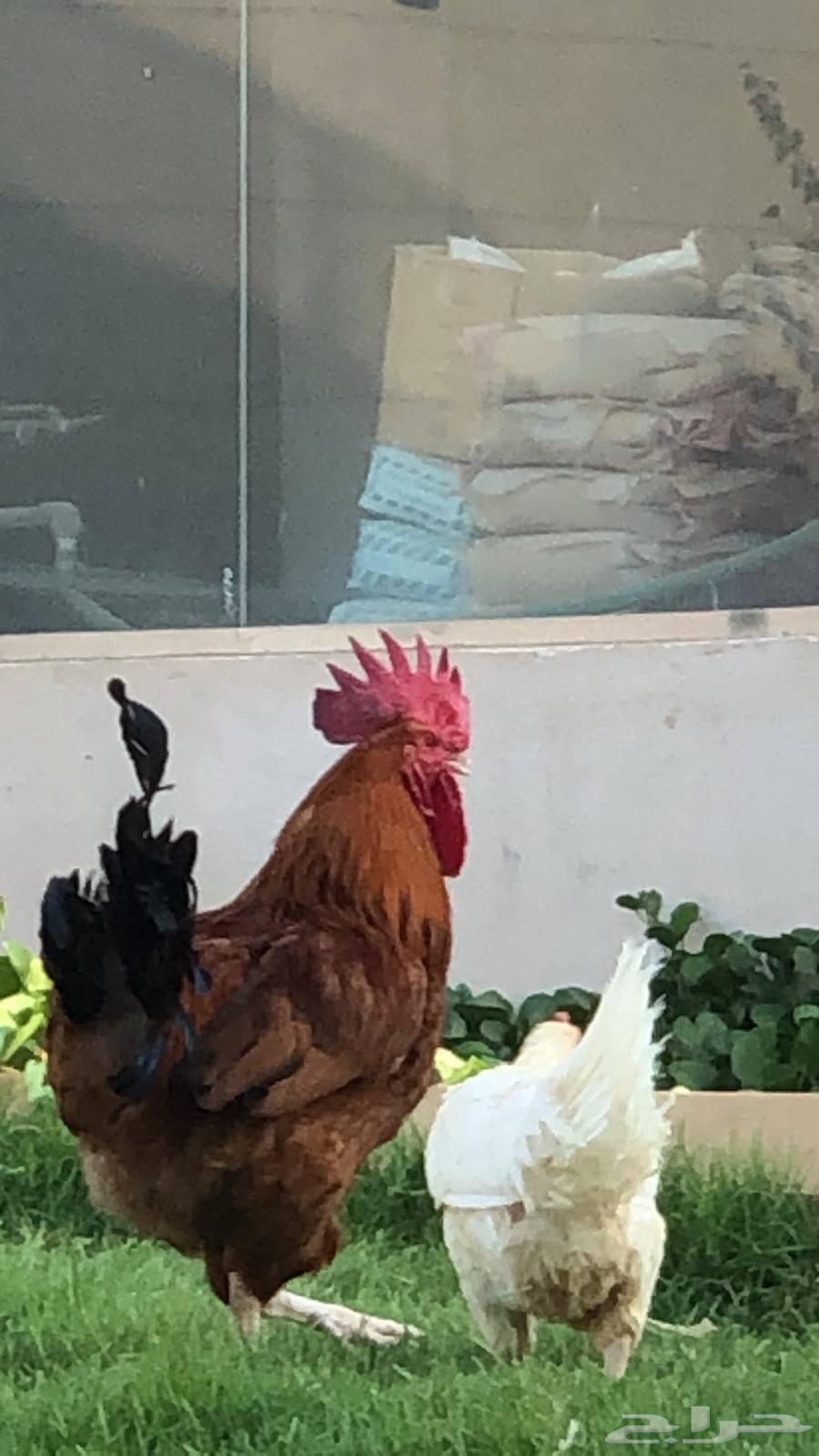 دجاج تركي بشاير للبيع64498591254019113