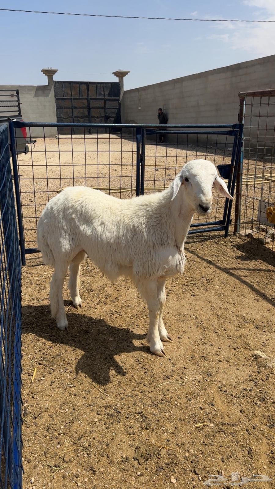 للبيع طلي ذبيحه64500797924482110